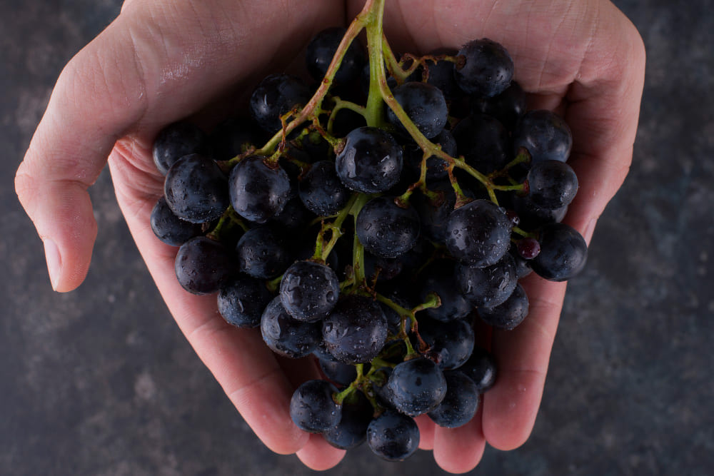 Uva tempranillo